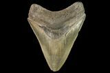 Fossil Megalodon Tooth - Georgia #138991-1